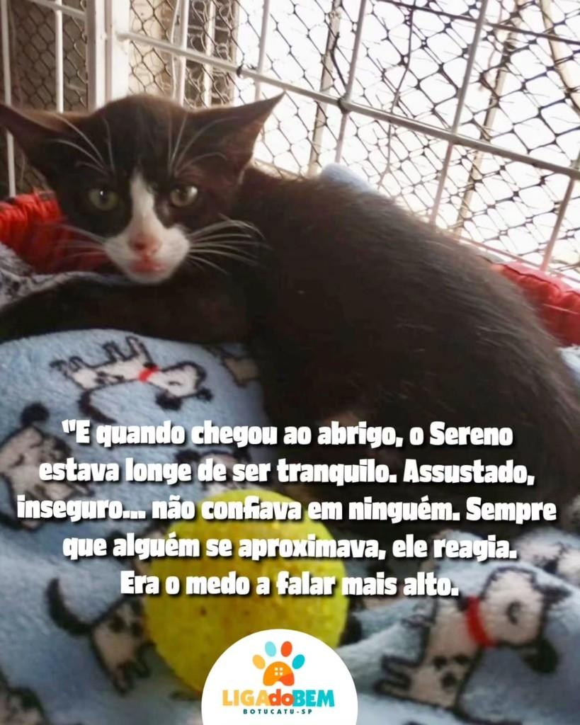 Sereno, gato de porte médio para adoção em Botucatu - SP