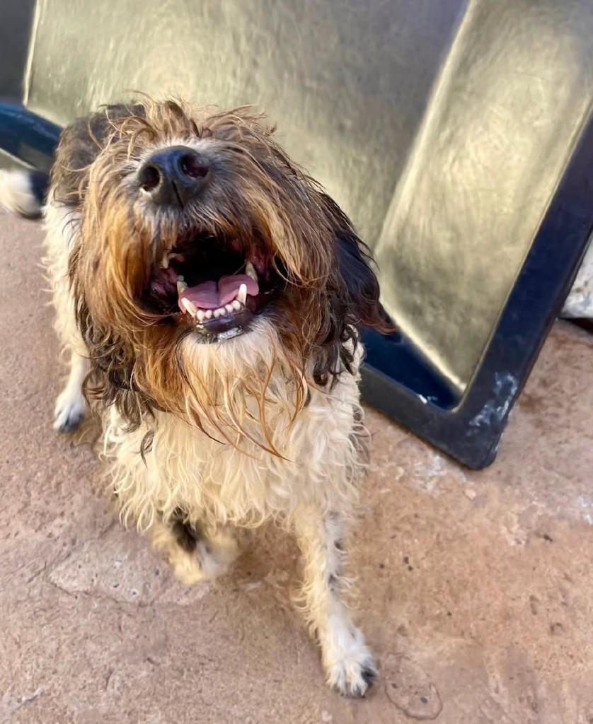 Batman, cachorro de porte médio para adoção em Botucatu - SP