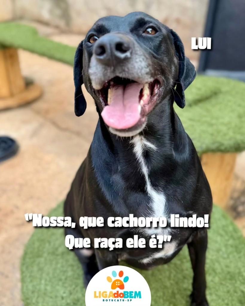 Lui, cachorro de porte grande para adoção em Botucatu - SP