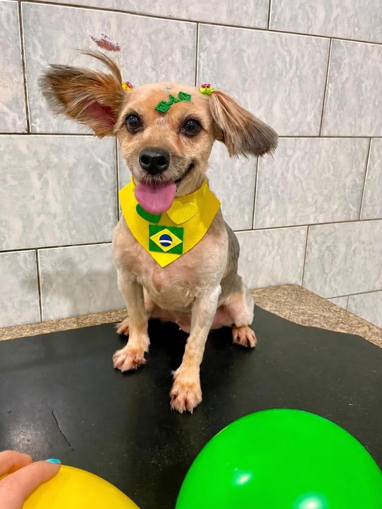 Belinha, cachorro de porte pequeno para adoção em Botucatu - SP