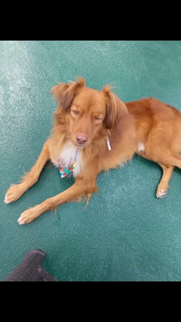 Caramelo, cachorro de porte médio para adoção em Campinas - SP