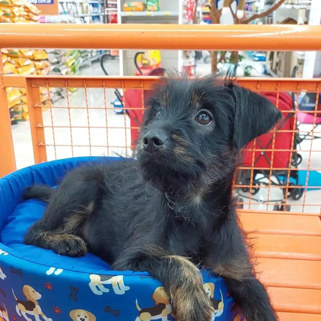 Puru, cachorro de porte pequeno para adoção em Campinas - SP