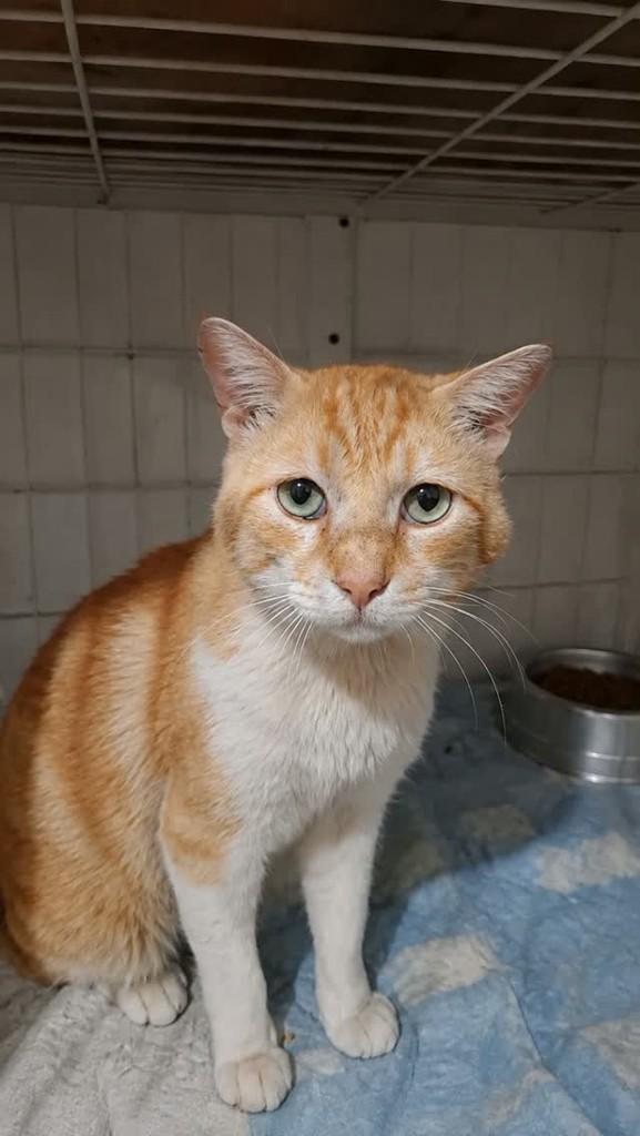 Remi, gato de porte médio para adoção em Campinas - SP
