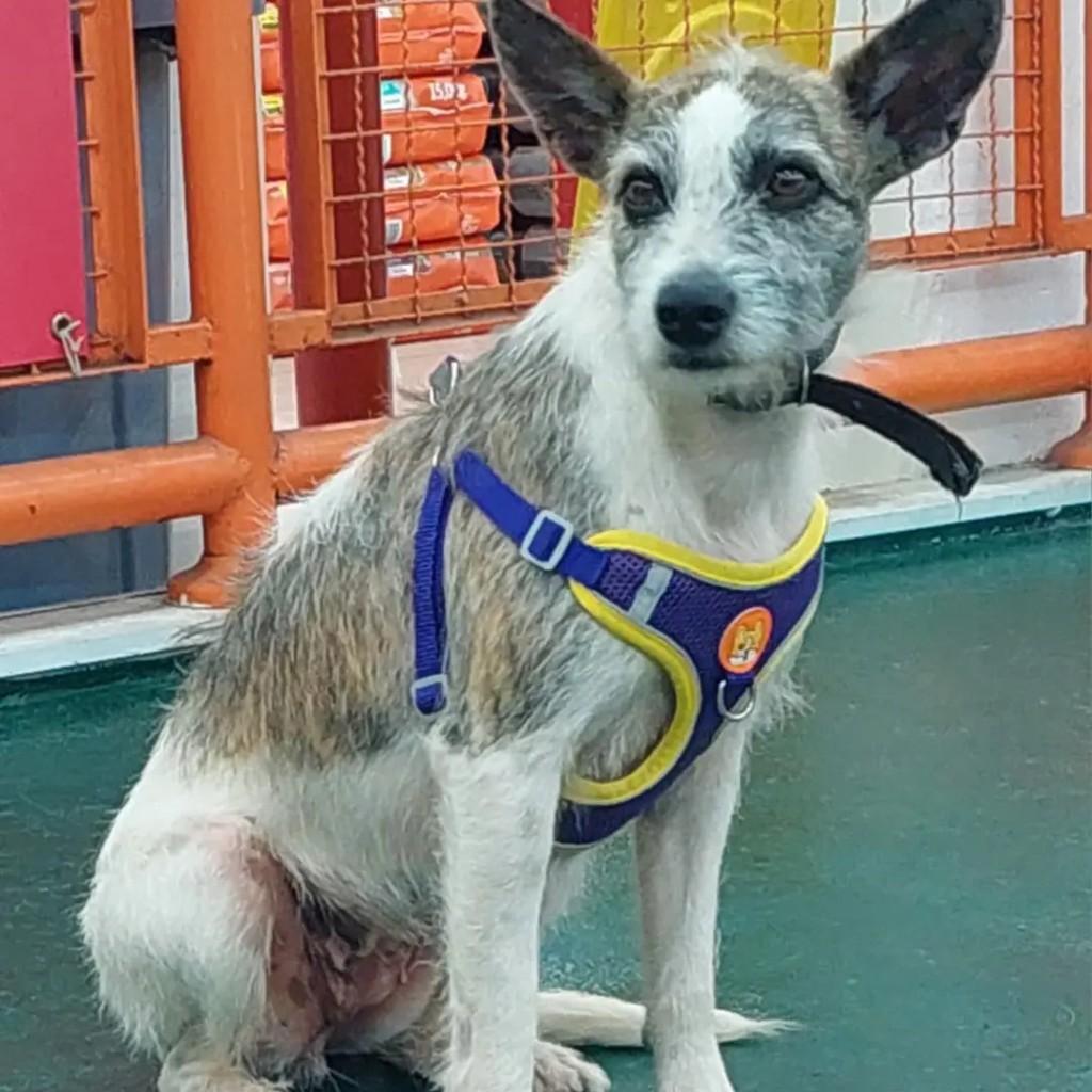 Julieta, cadela de porte pequeno para adoção em Campinas - SP — foto 2 de 2