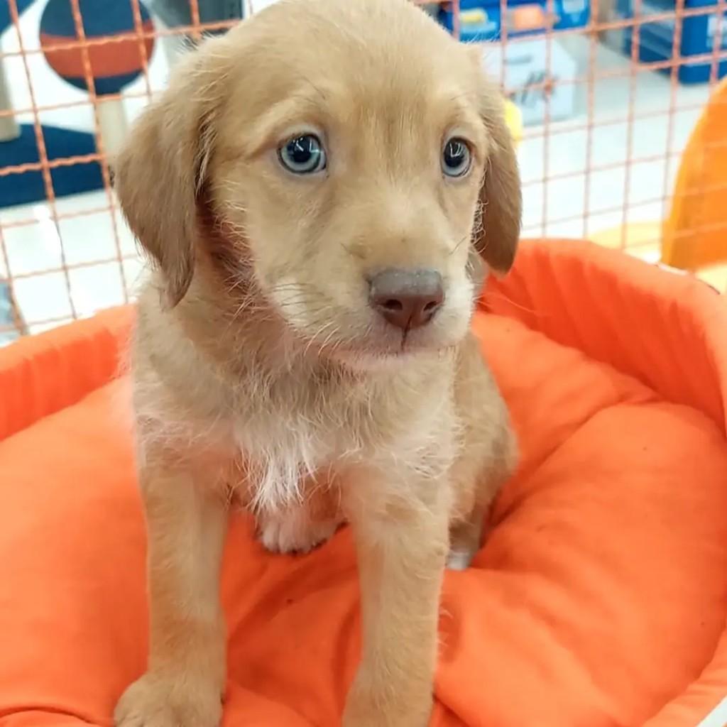 Pix, cachorro de porte pequeno para adoção em Campinas - SP