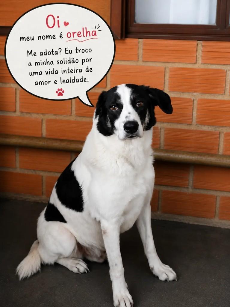 Orelha, cachorro de porte médio para adoção em Pato Branco - PR