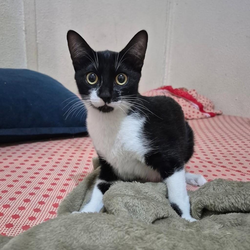Sabrina, gata de porte pequeno para adoção em Jundiaí - SP