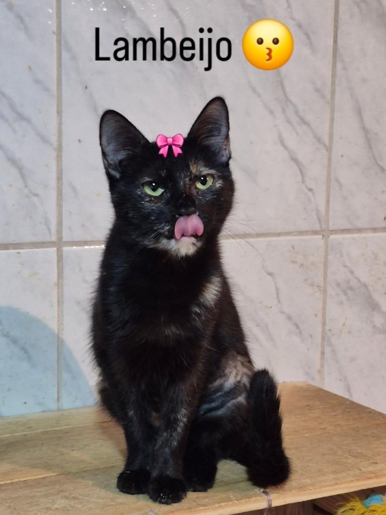 Escaminha, gata de porte pequeno para adoção em Jundiaí - SP