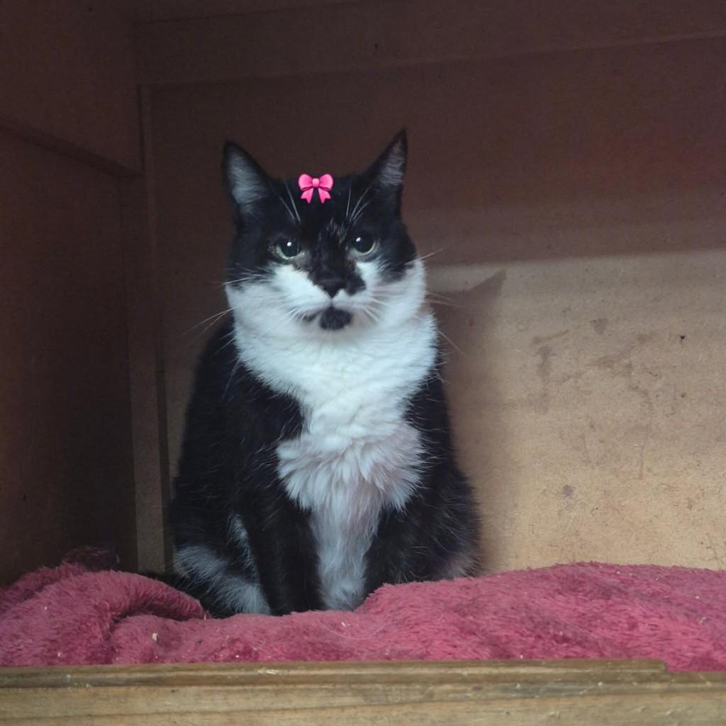 Frajolinha, gato de porte pequeno para adoção em Jundiaí - SP