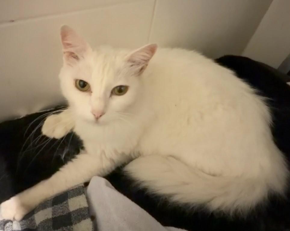 Ela, gata de porte pequeno para adoção em Jundiaí - SP