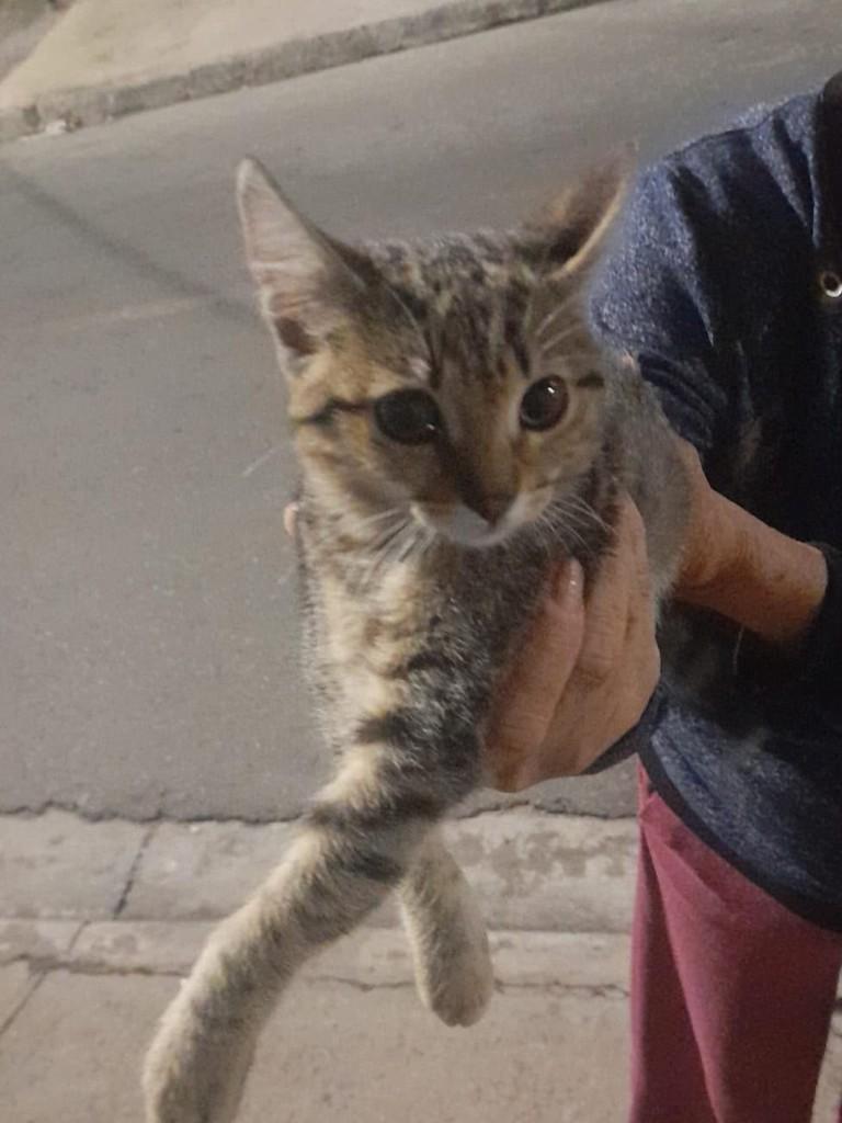 Linda, gata de porte pequeno para adoção em Jundiaí - SP