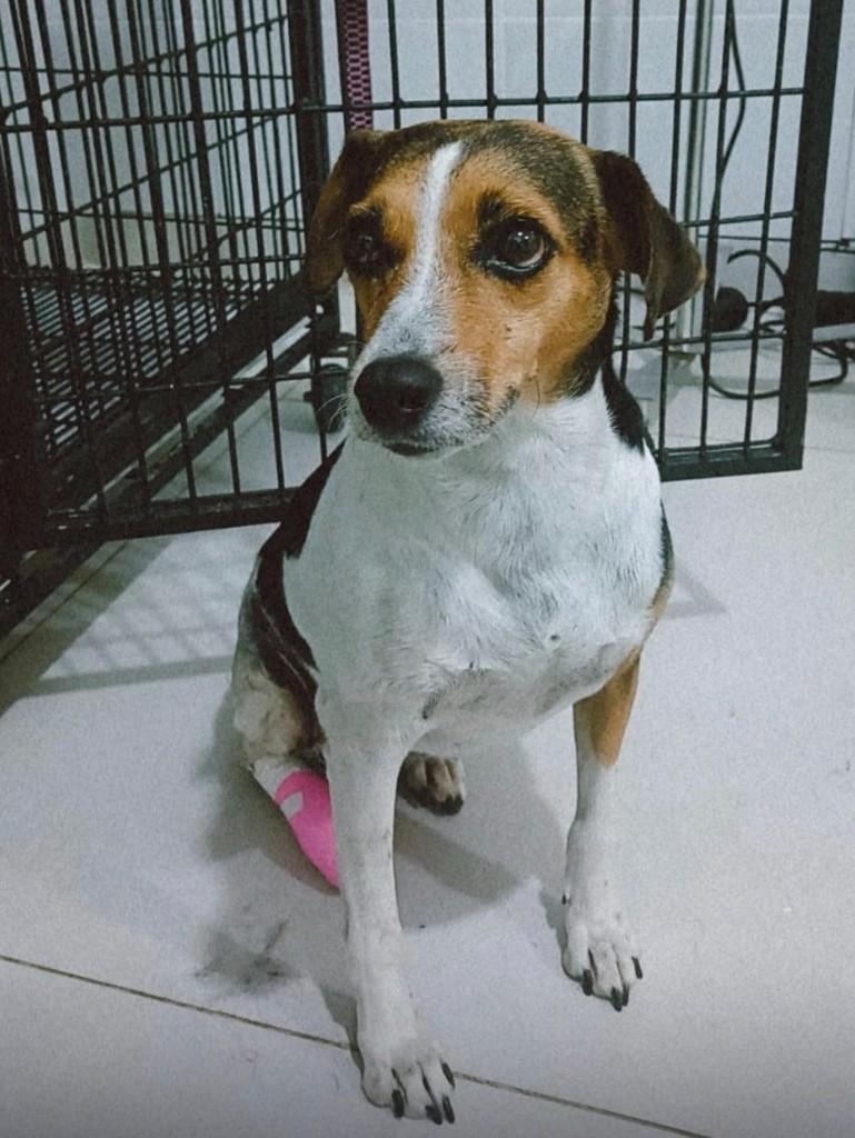 Meg, cadela de porte pequeno para adoção em Jundiaí - SP
