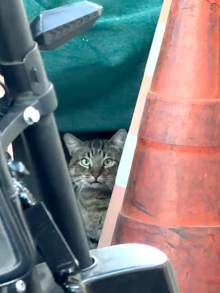 Jundiaí, gato de porte pequeno para adoção em Jundiaí - SP