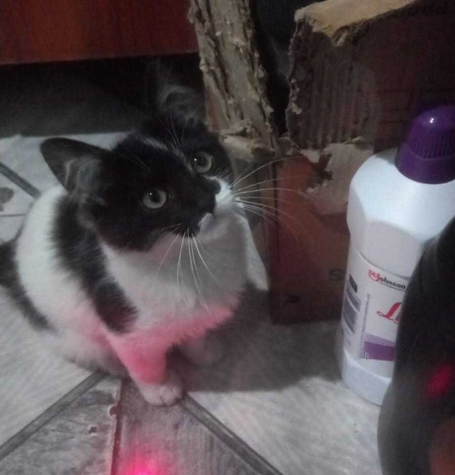 Princesa, gato de porte pequeno para adoção em Jundiaí - SP