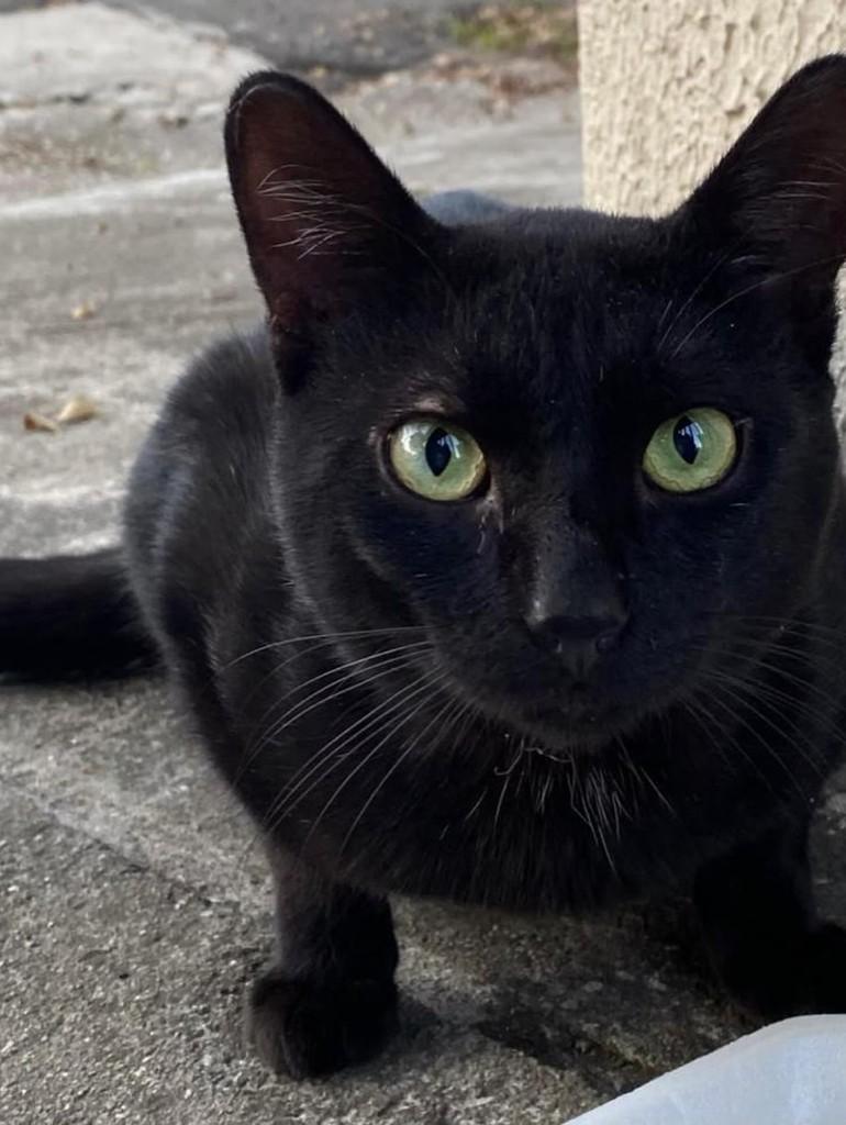 Lara, gato de porte pequeno para adoção em Jundiaí - SP