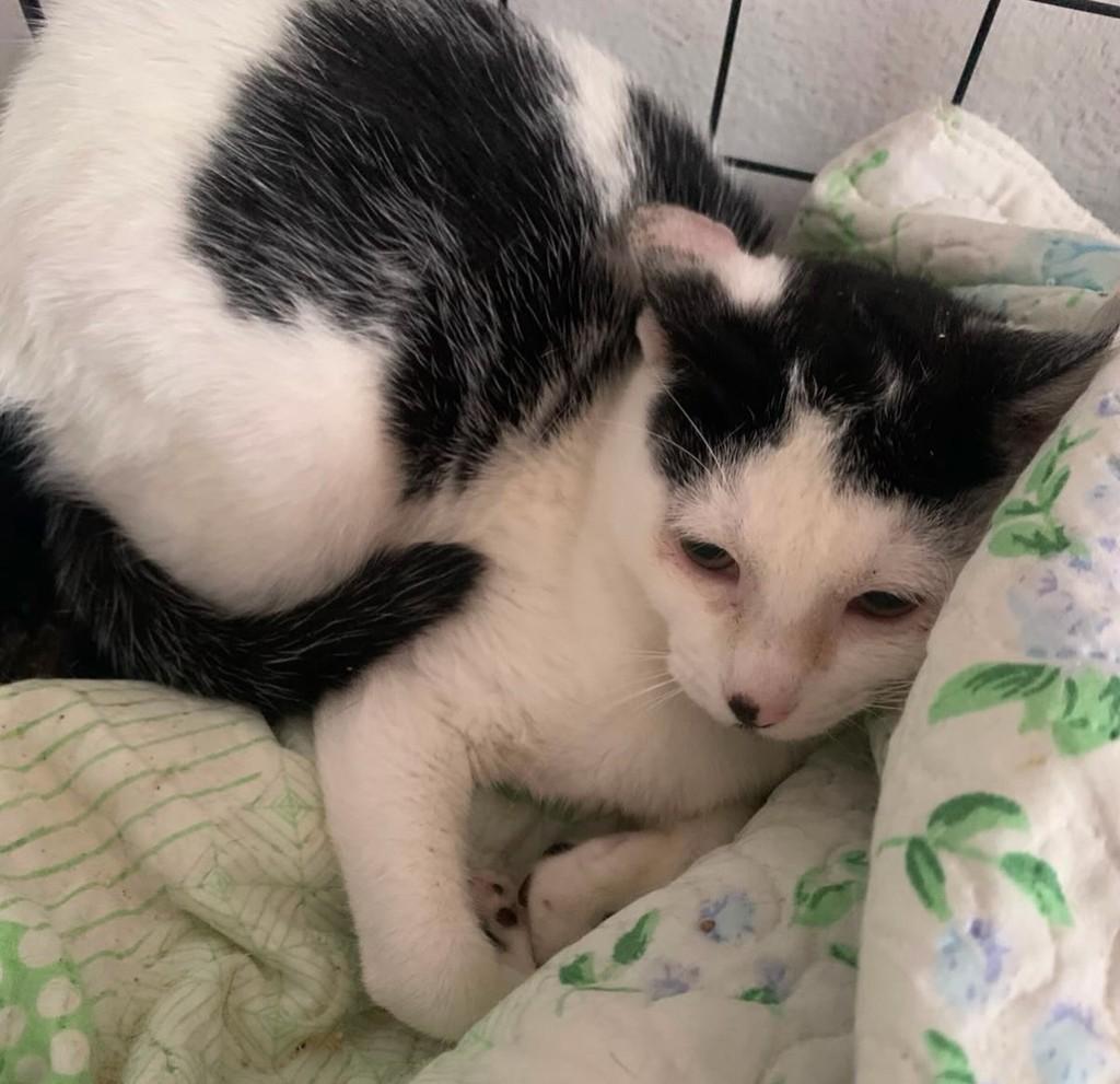 Menininha, gata de porte pequeno para adoção em Campo Limpo Paulista - SP