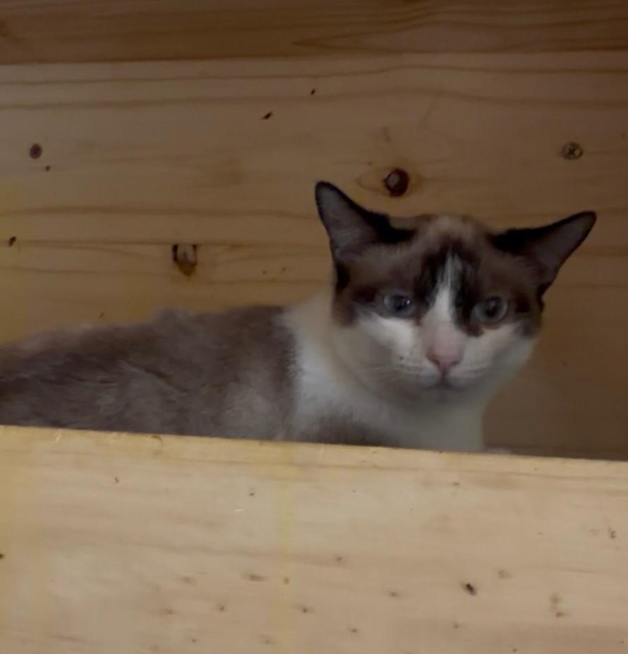 Grazi, gata de porte pequeno para adoção em Jundiaí - SP