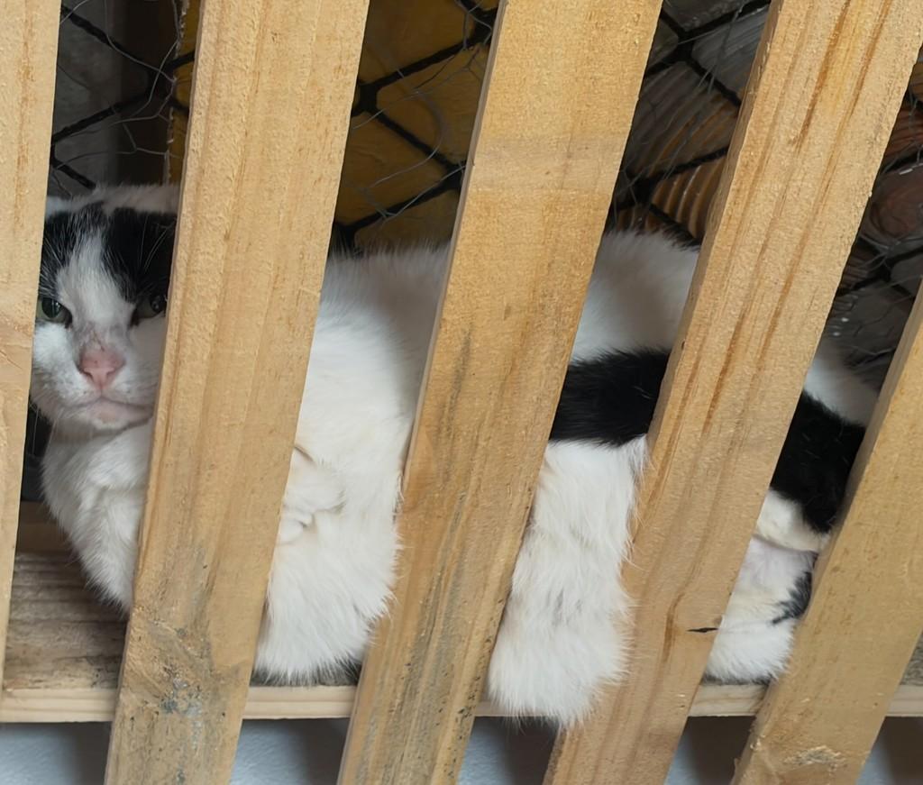 Medrosinha, gata de porte médio para adoção em Jundiaí - SP