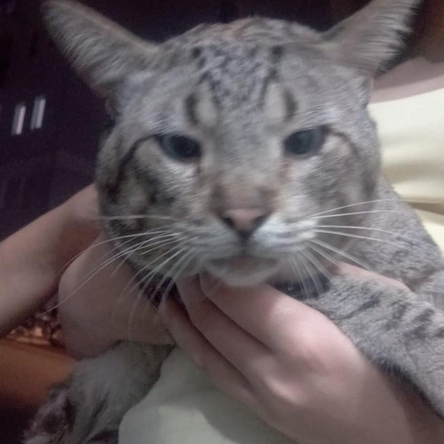 Gatao, gato de porte pequeno para adoção em Jundiaí - SP