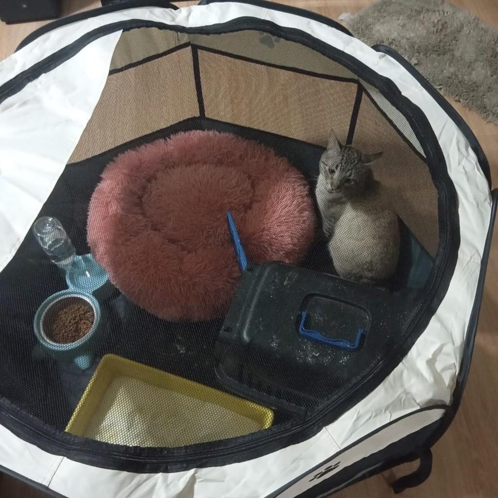 Gatao, gato de porte pequeno para adoção em Jundiaí - SP — foto 2 de 3