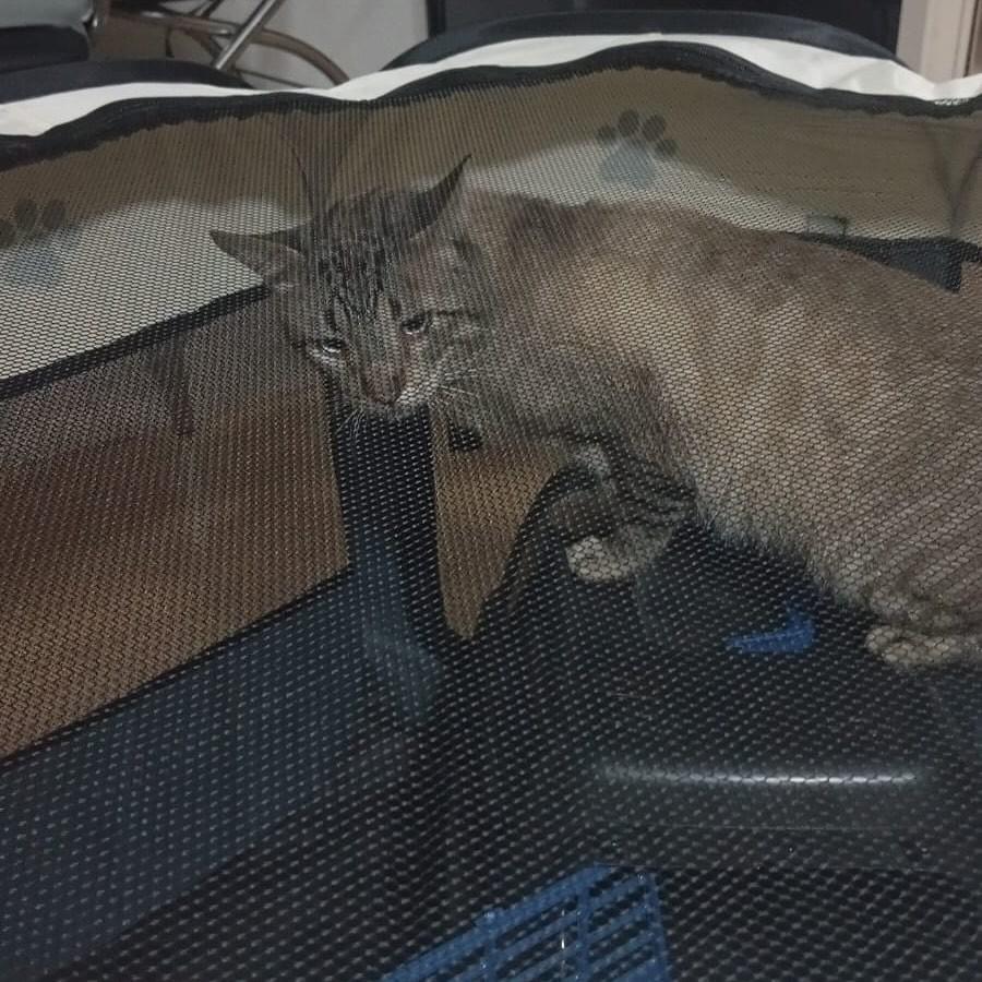 Gatao, gato de porte pequeno para adoção em Jundiaí - SP — foto 3 de 3