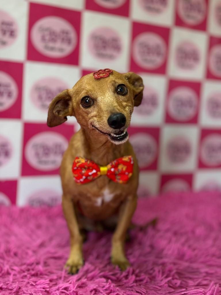 Gui, cachorro de porte pequeno para adoção em Sapiranga - RS