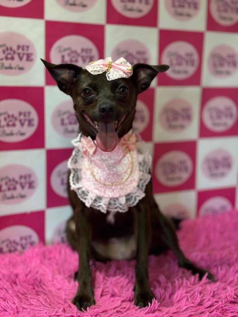 Mathilda, cachorro de porte médio para adoção em Sapiranga - RS
