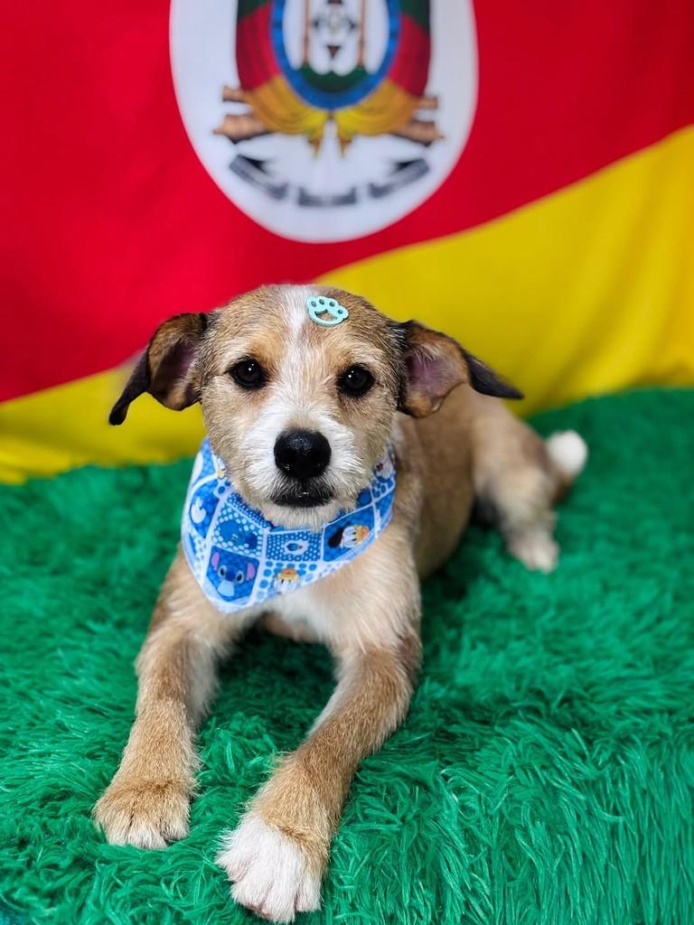 Fiuk, cachorro de porte pequeno para adoção em Sapiranga - RS