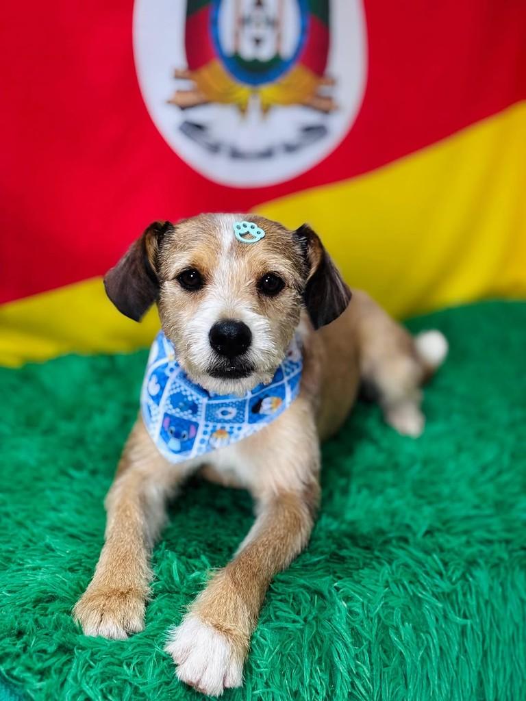 Fiuk, cachorro de porte pequeno para adoção em Sapiranga - RS — foto 2 de 2
