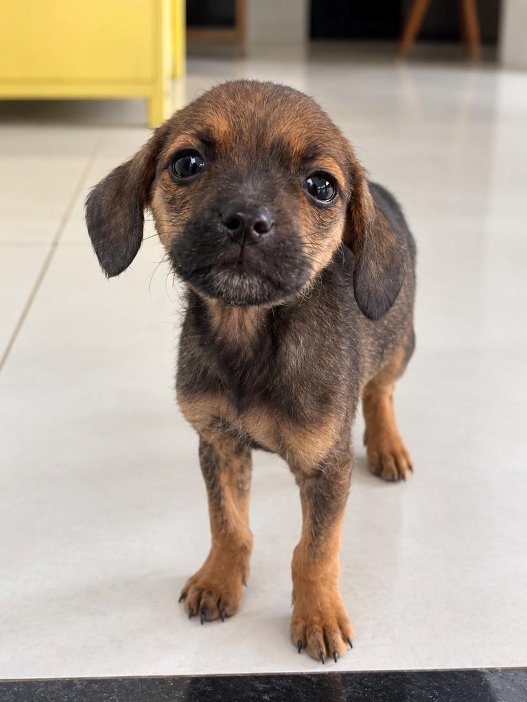 Otto, cachorro de porte médio para adoção em Sapiranga - RS