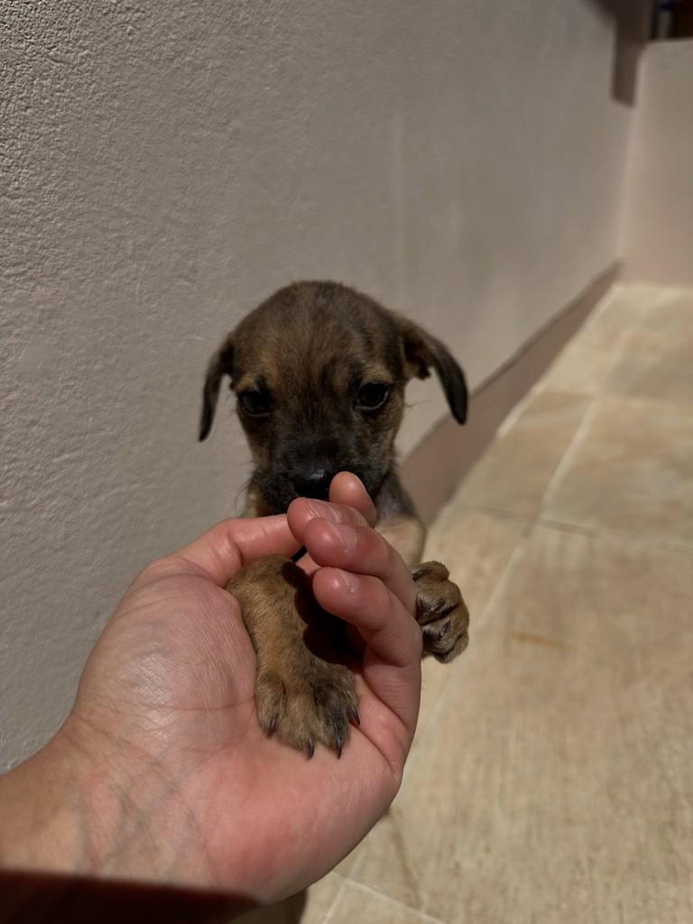 Otto, cachorro de porte médio para adoção em Sapiranga - RS — foto 2 de 2