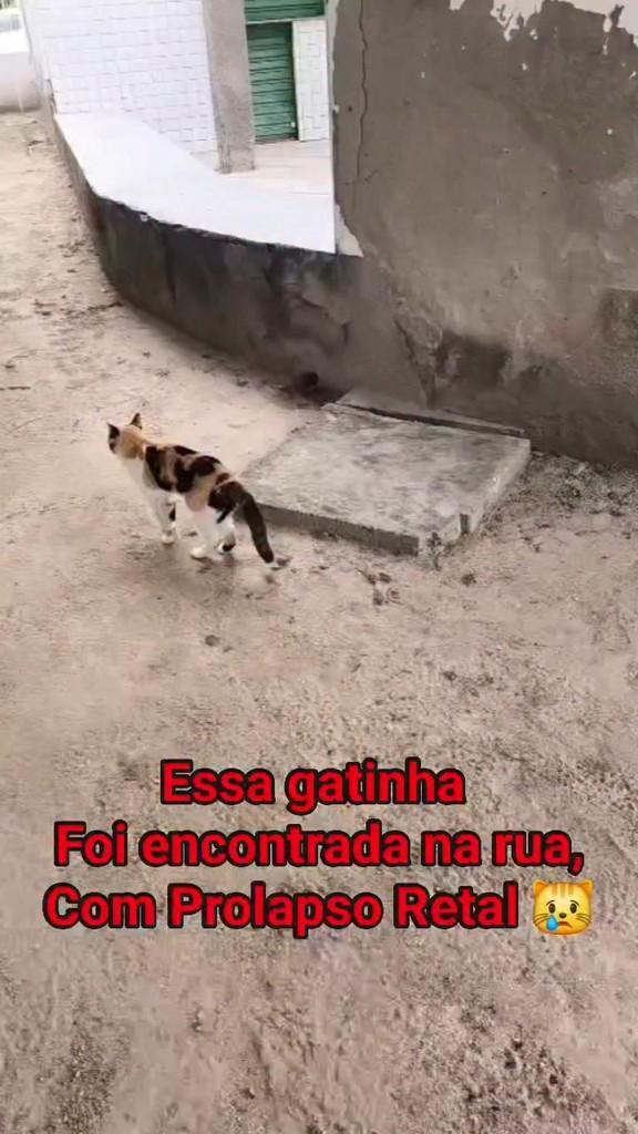 Lua, gata de porte pequeno para adoção em Arcoverde - PE