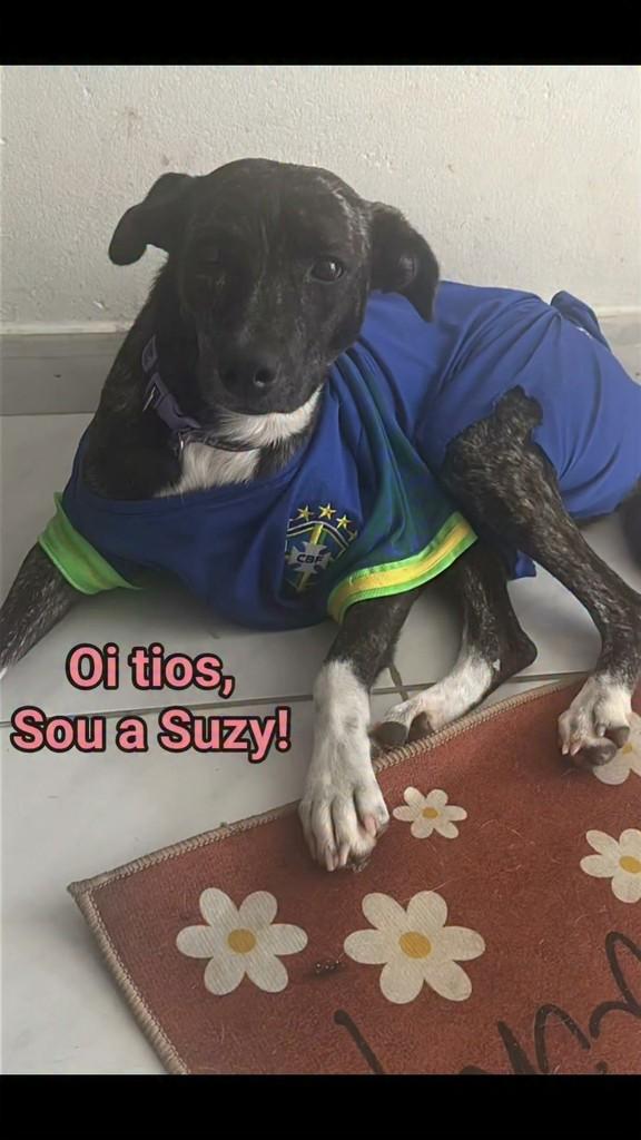Suzy, cachorro de porte pequeno para adoção em Arcoverde - PE