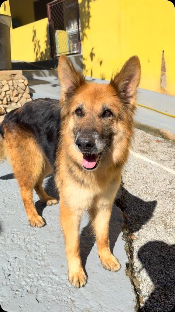 Laika, cachorro de porte grande para adoção em São Paulo - SP