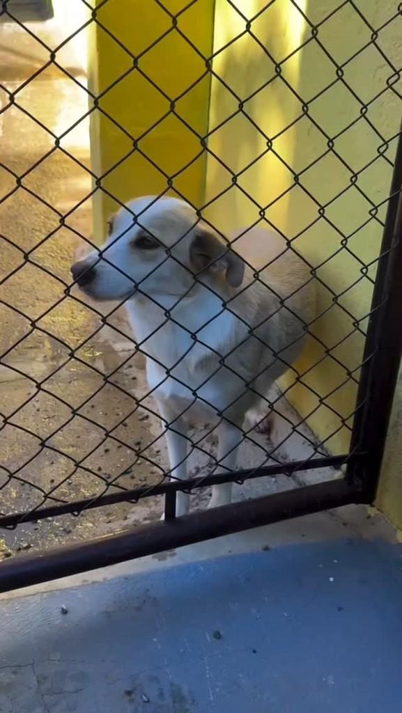 Crystal, cachorro de porte médio para adoção em São Paulo - SP