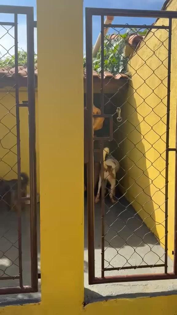 Batata, cachorro de porte pequeno para adoção em São Paulo - SP