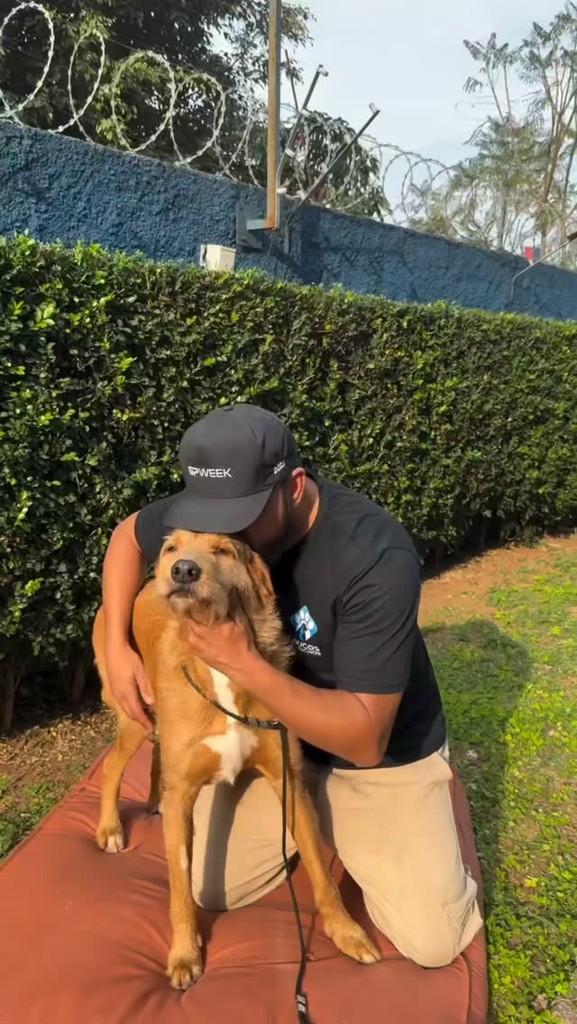 Lorde, cachorro de porte grande para adoção em Rio de Janeiro - RJ