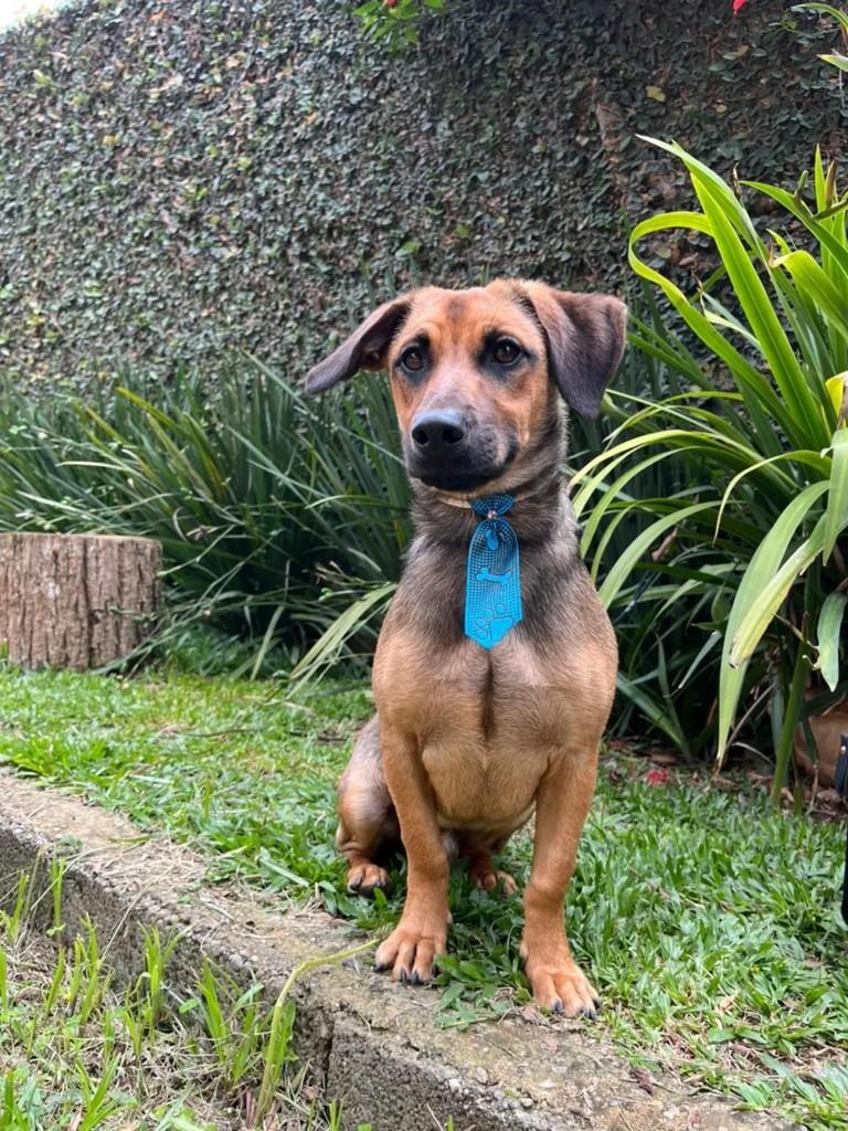 Bob, cachorro de porte pequeno para adoção em São Paulo - SP