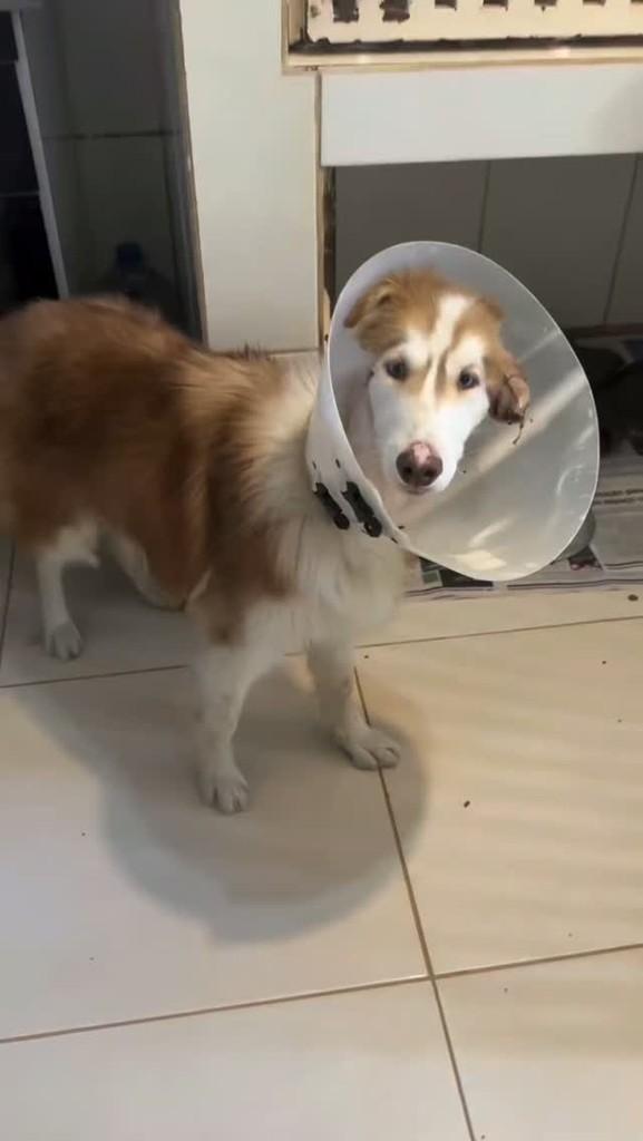 Poliana, cachorro de porte grande para adoção em São Paulo - SP