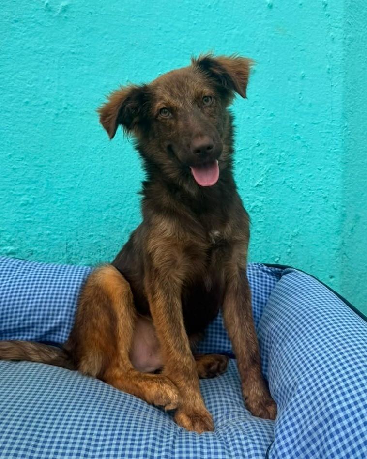 Cau, cachorro de porte médio para adoção em São Paulo - SP