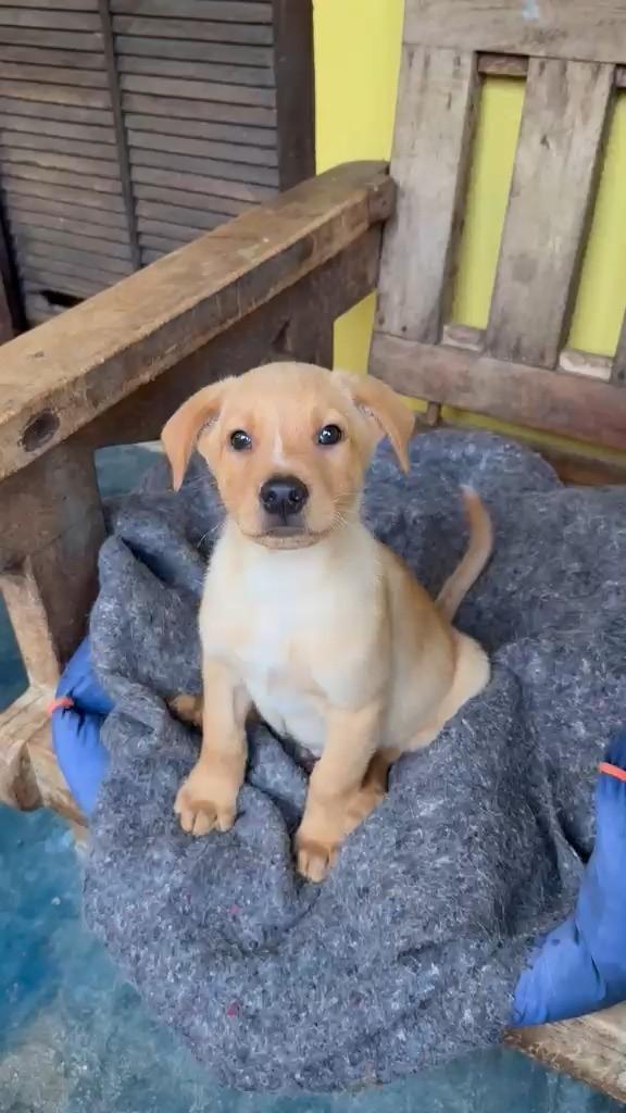 Nenê, cachorro de porte pequeno para adoção em São Paulo - SP