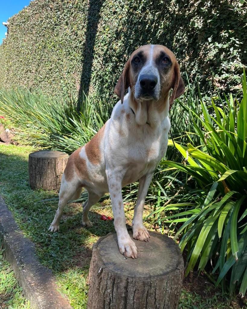 Fausto, cachorro de porte grande para adoção em Mairiporã - SP