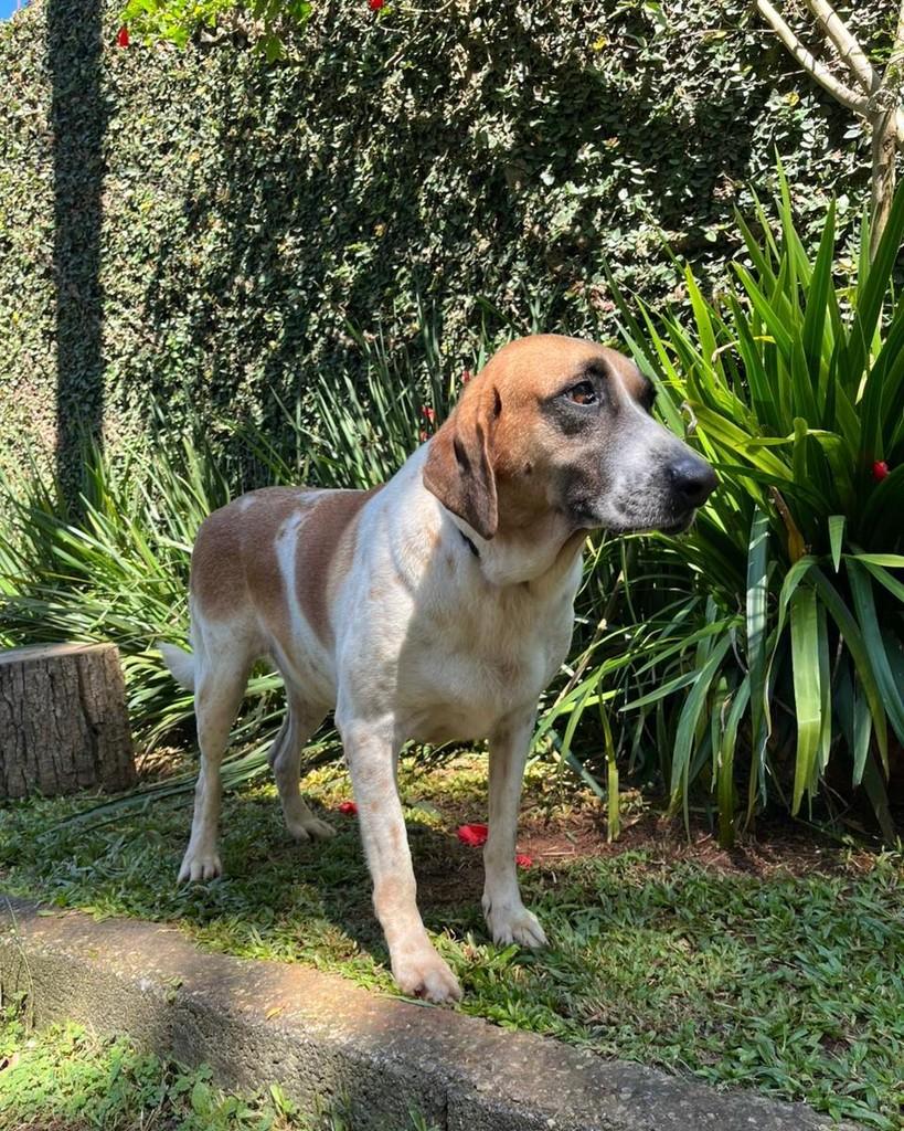 Fausto, cachorro de porte grande para adoção em Mairiporã - SP — foto 2 de 4