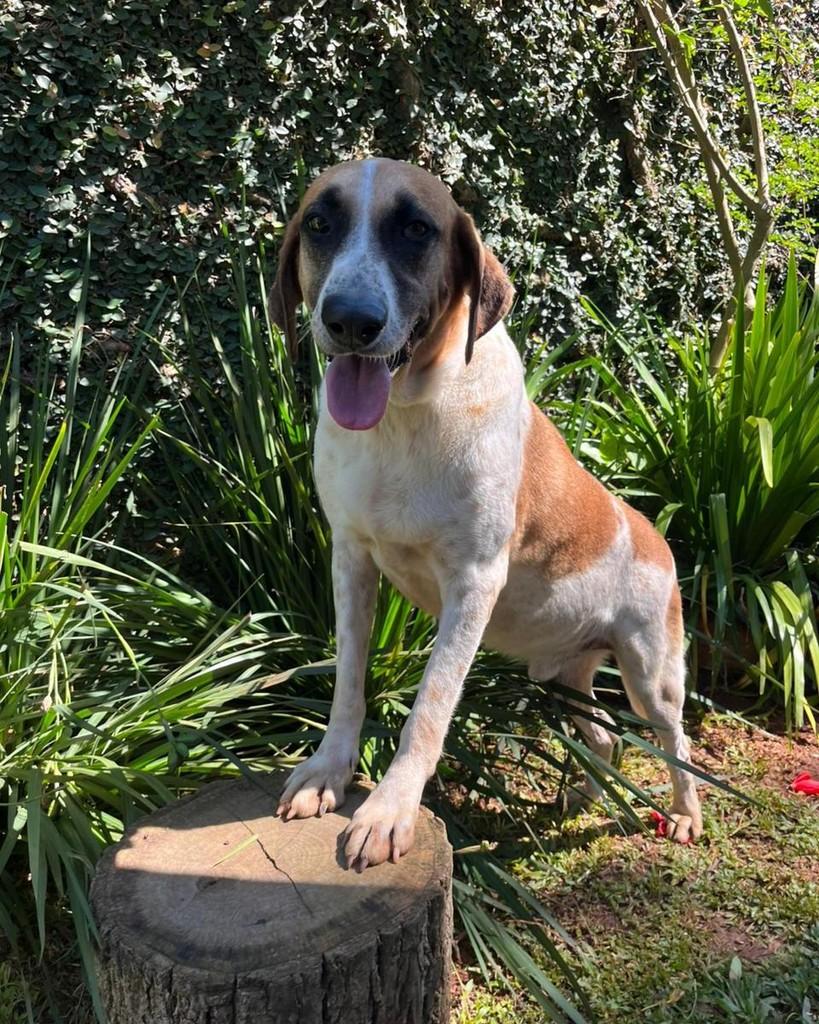 Fausto, cachorro de porte grande para adoção em Mairiporã - SP — foto 4 de 4