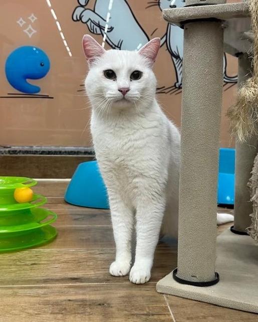 Arquimedes, gato de porte médio para adoção em São Paulo - SP
