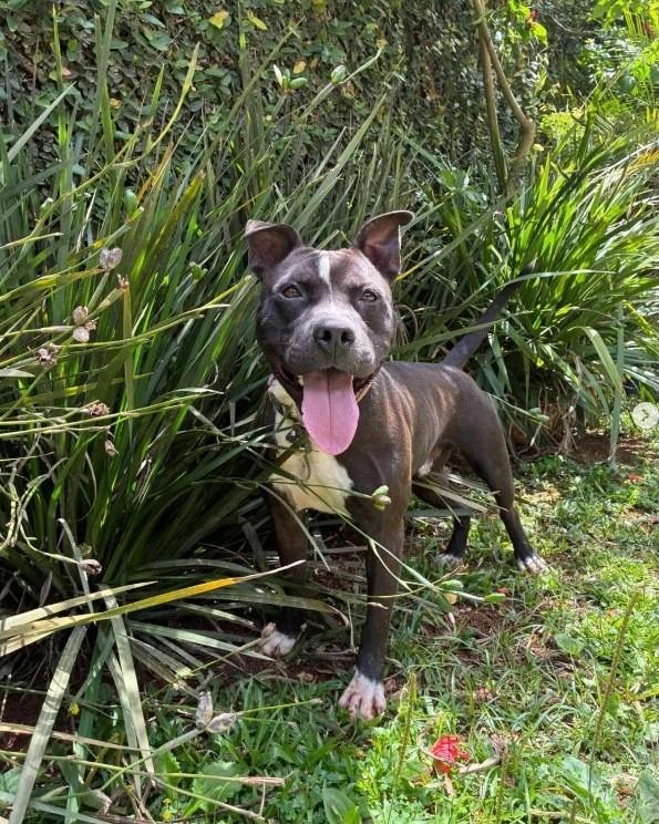 Zeca, cachorro de porte médio para adoção em São Paulo - SP