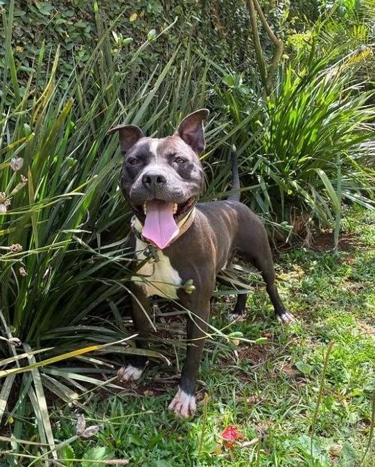 Zeca, cachorro de porte médio para adoção em São Paulo - SP — foto 2 de 2