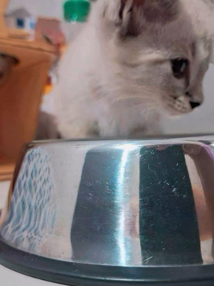 Florzinha, gata de porte pequeno para adoção em Porto Velho - RO