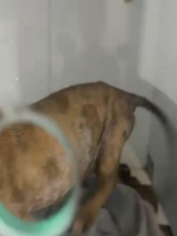 Linda, cadela de porte pequeno para adoção em Porto Velho - RO