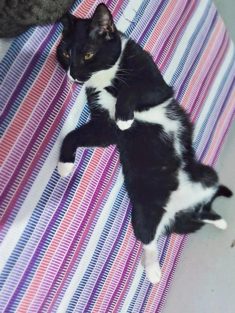 Frajolinha, gata para adoção em Porto Velho - RO